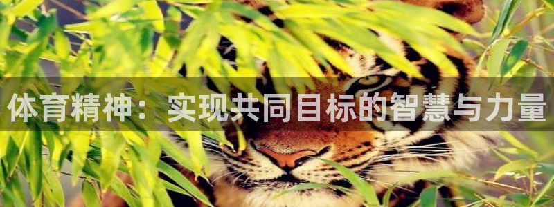 体育精神：实现共同目标的智慧与力量